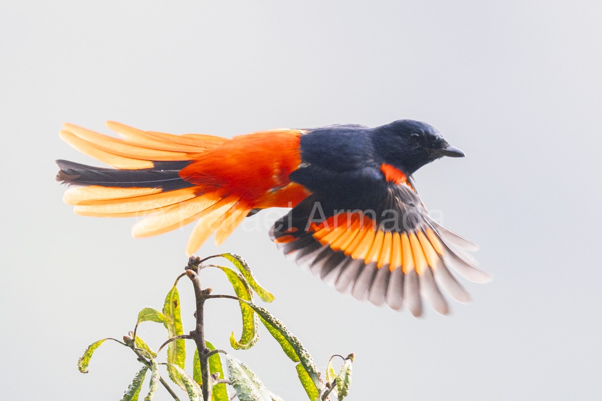 赤紅山椒鳥 - ML643027102