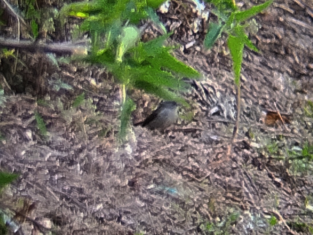 Flores Jungle Flycatcher - ML643027115