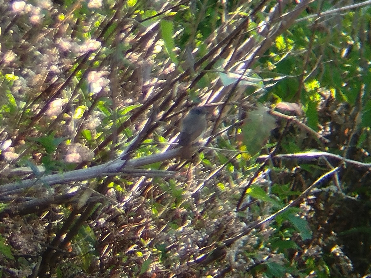 Flores Jungle Flycatcher - ML643027116