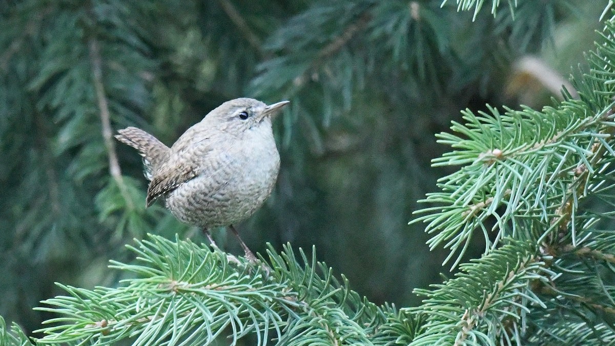 Eurasian Wren - ML643027123