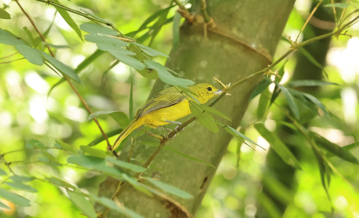 Iora de Lafresnaye - ML643027129