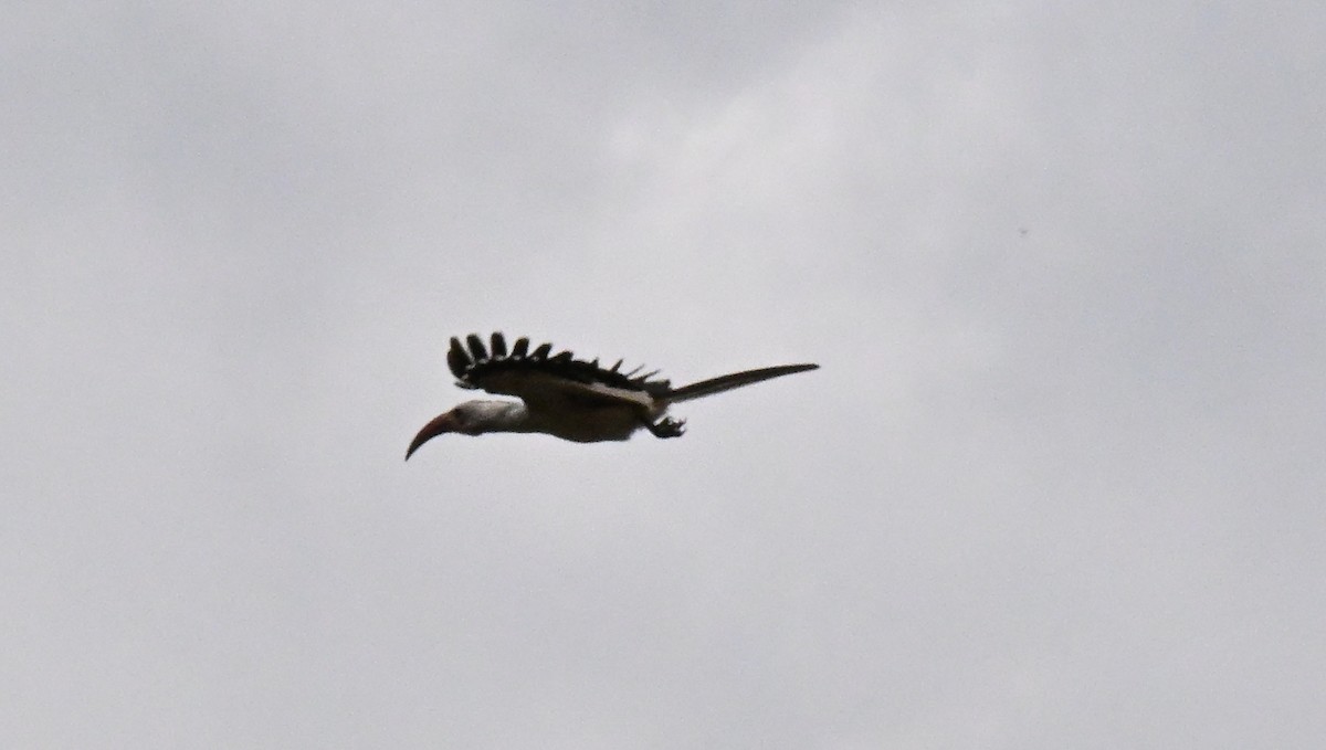 Northern Red-billed Hornbill - ML643027130