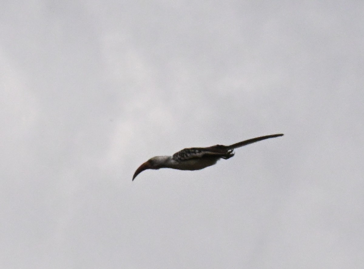 Northern Red-billed Hornbill - ML643027131