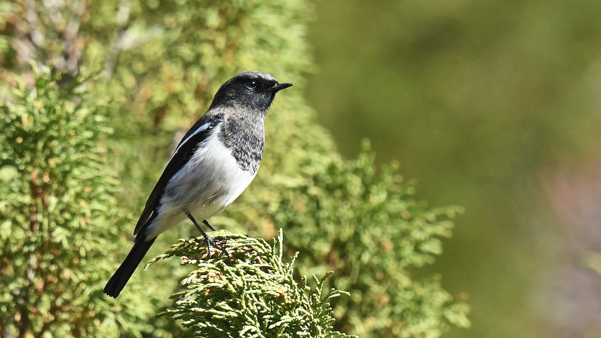 Blue-capped Redstart - ML643027157