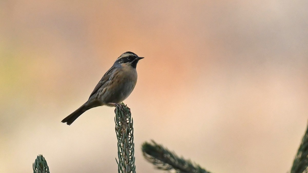 Black-throated Accentor - ML643027164