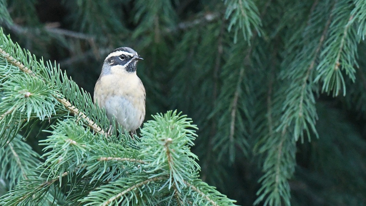 Black-throated Accentor - ML643027165
