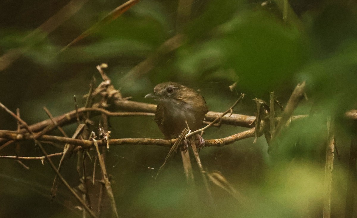 Abbott's Babbler - ML643027172