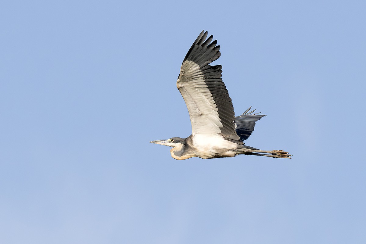 Black-headed Heron - ML643027174