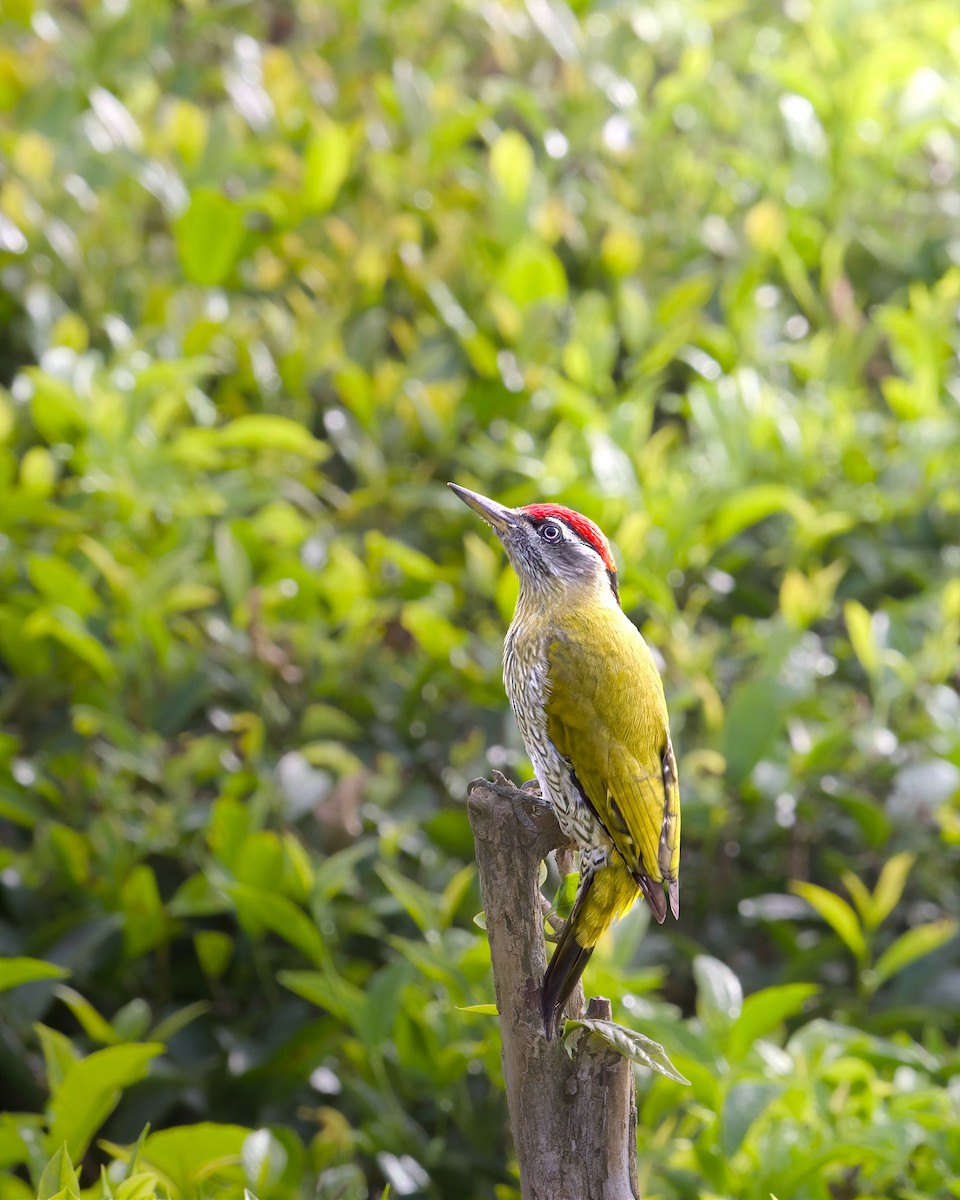 Streak-throated Woodpecker - ML643027181
