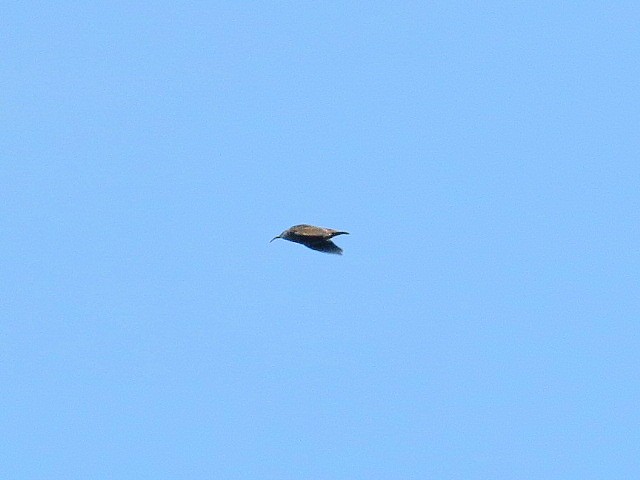 Calidris sp. (peep sp.) - ML643027184