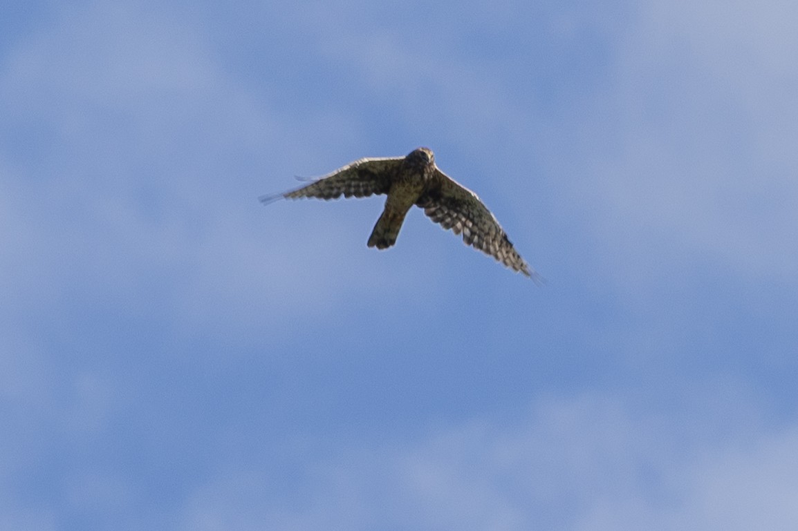 Northern Harrier - ML643027185