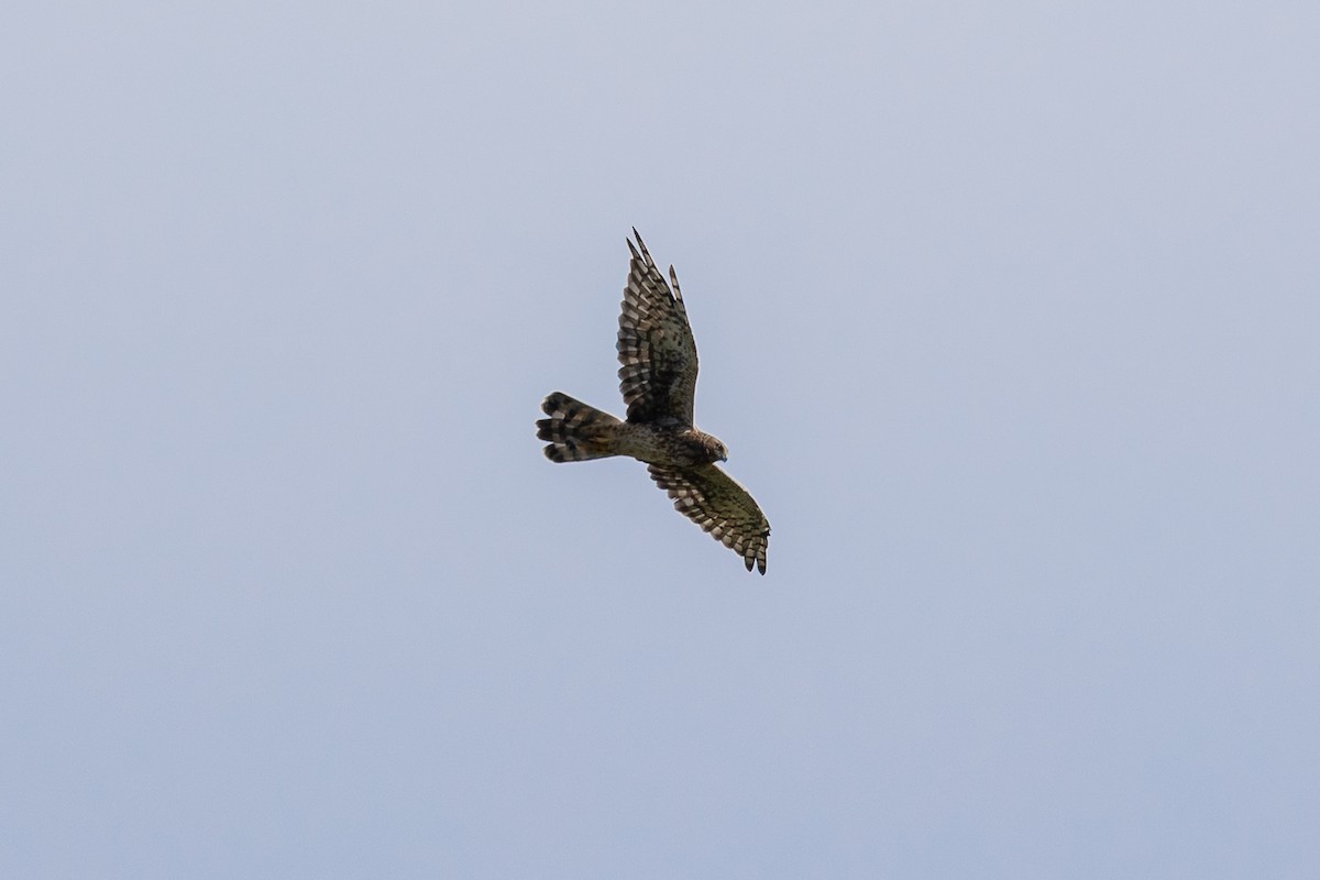Northern Harrier - ML643027186