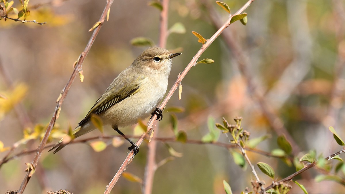 Common Chiffchaff - ML643027195