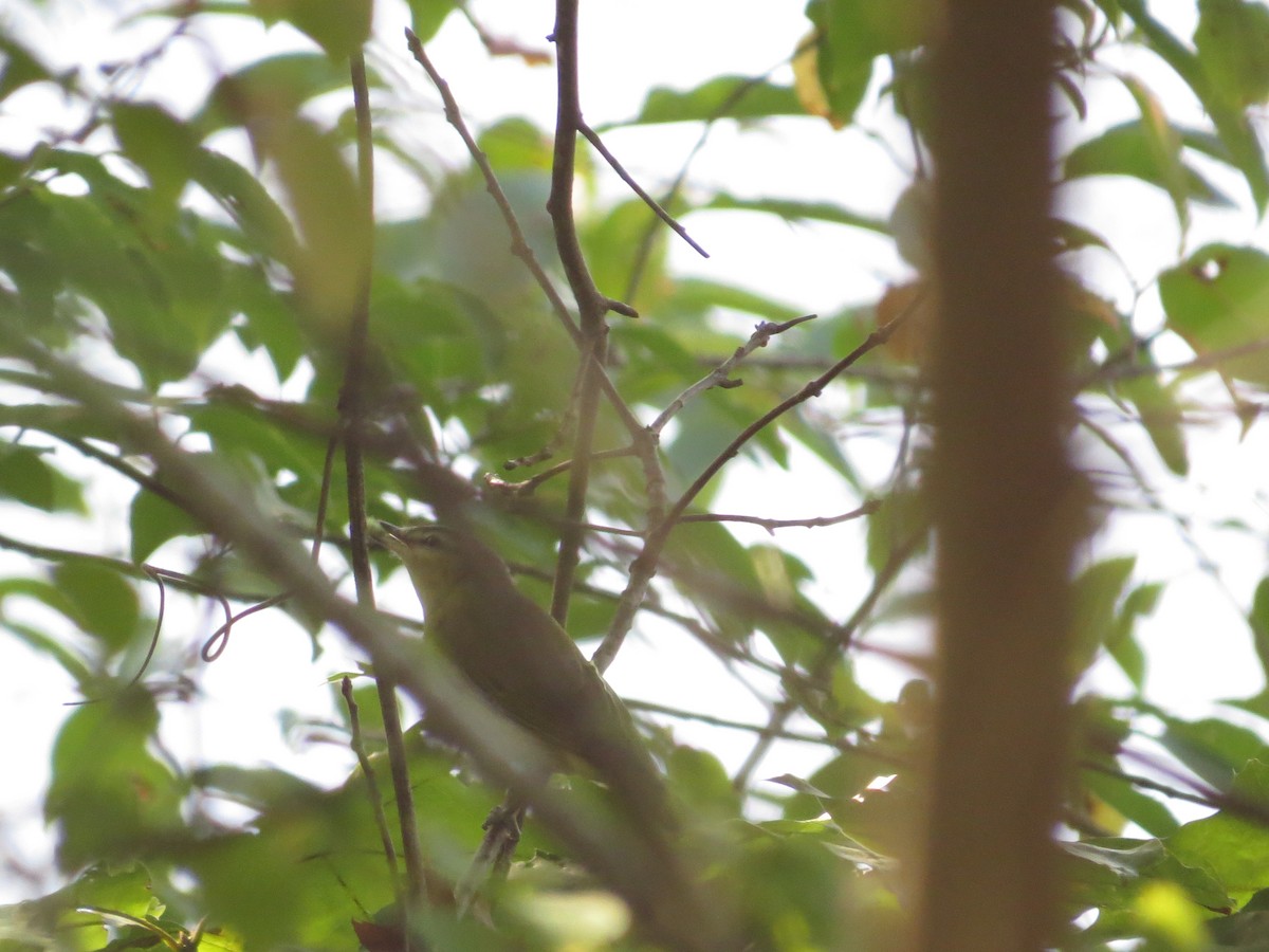 rødøyevireo - ML643027200