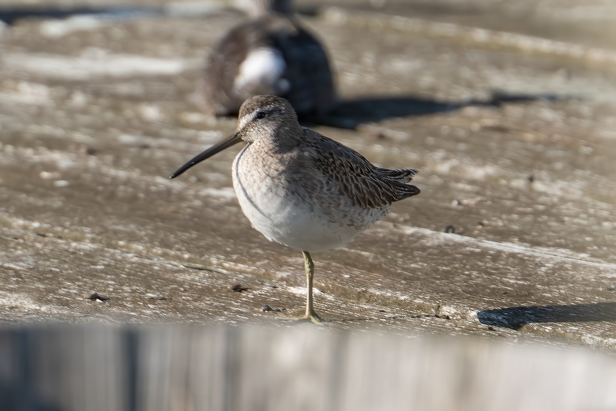 Short-billed Dowitcher - ML643027209