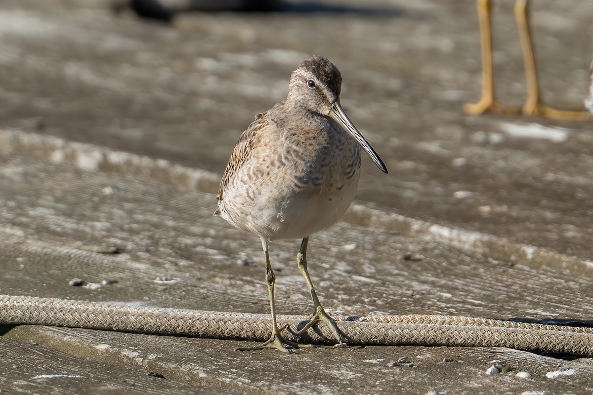 Short-billed Dowitcher - ML643027211