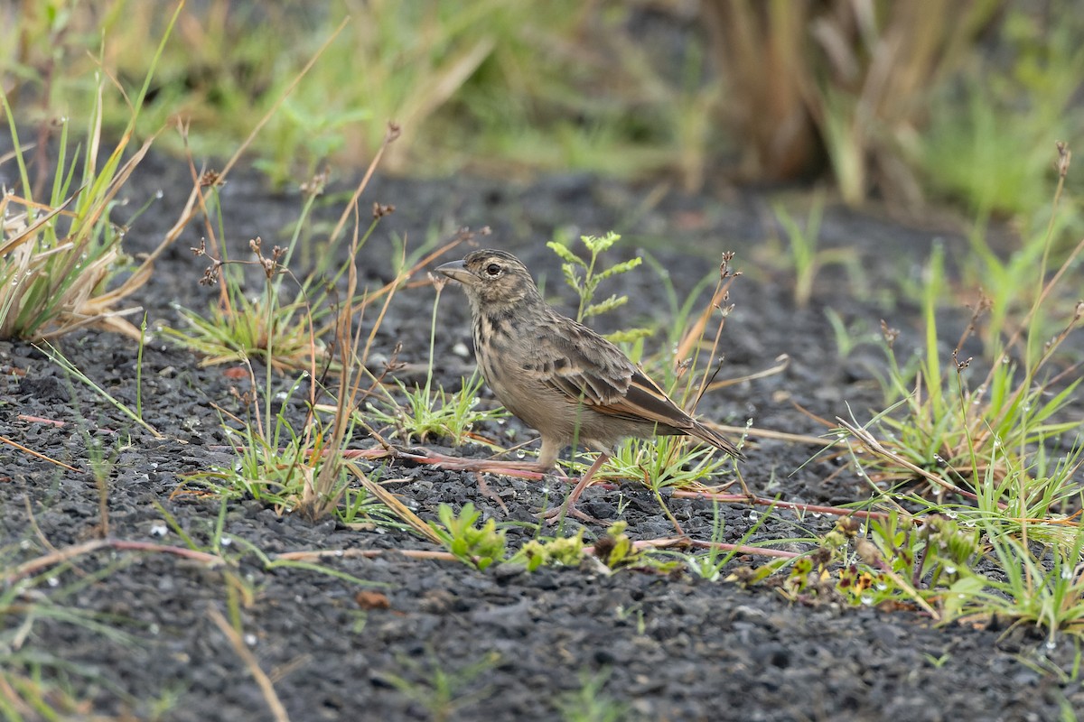 Bengal Bushlark - ML643027257