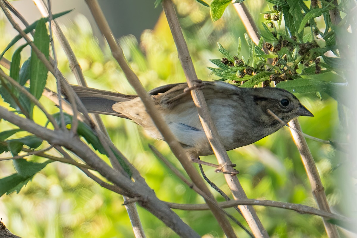 Swamp Sparrow - ML643027291