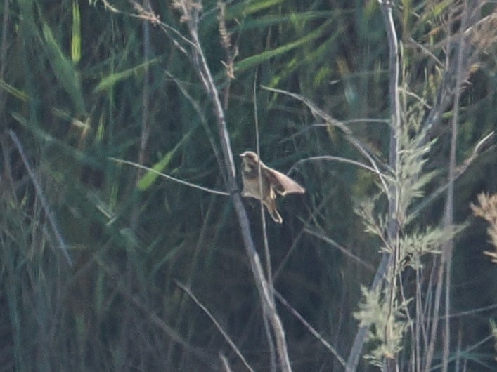 Bluethroat - ML643027301