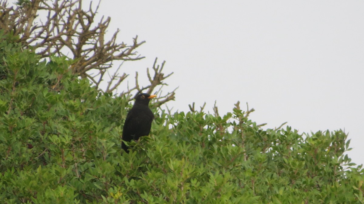 Eurasian Blackbird - ML643027305