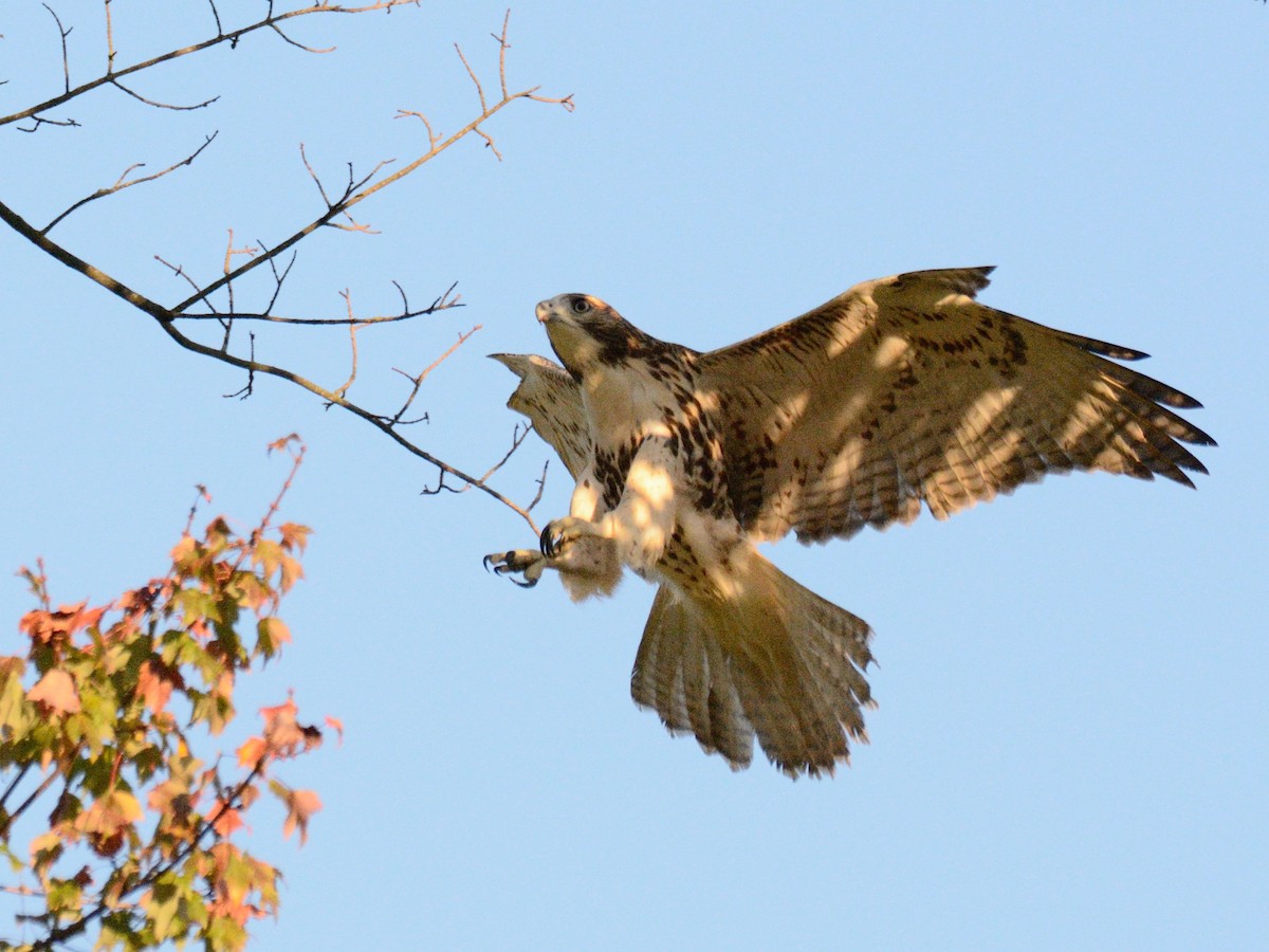 Red-tailed Hawk (borealis) - ML643027321