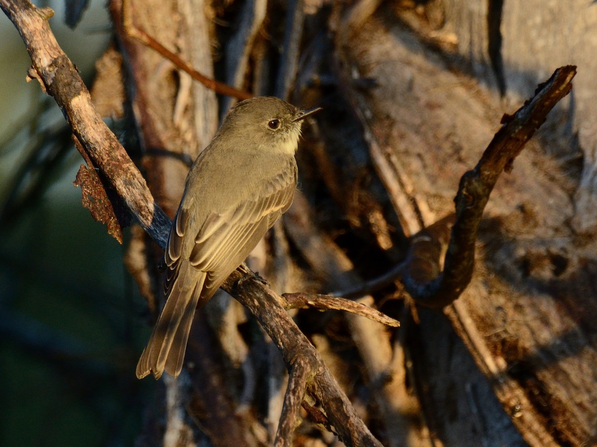 Eastern Phoebe - ML643027323