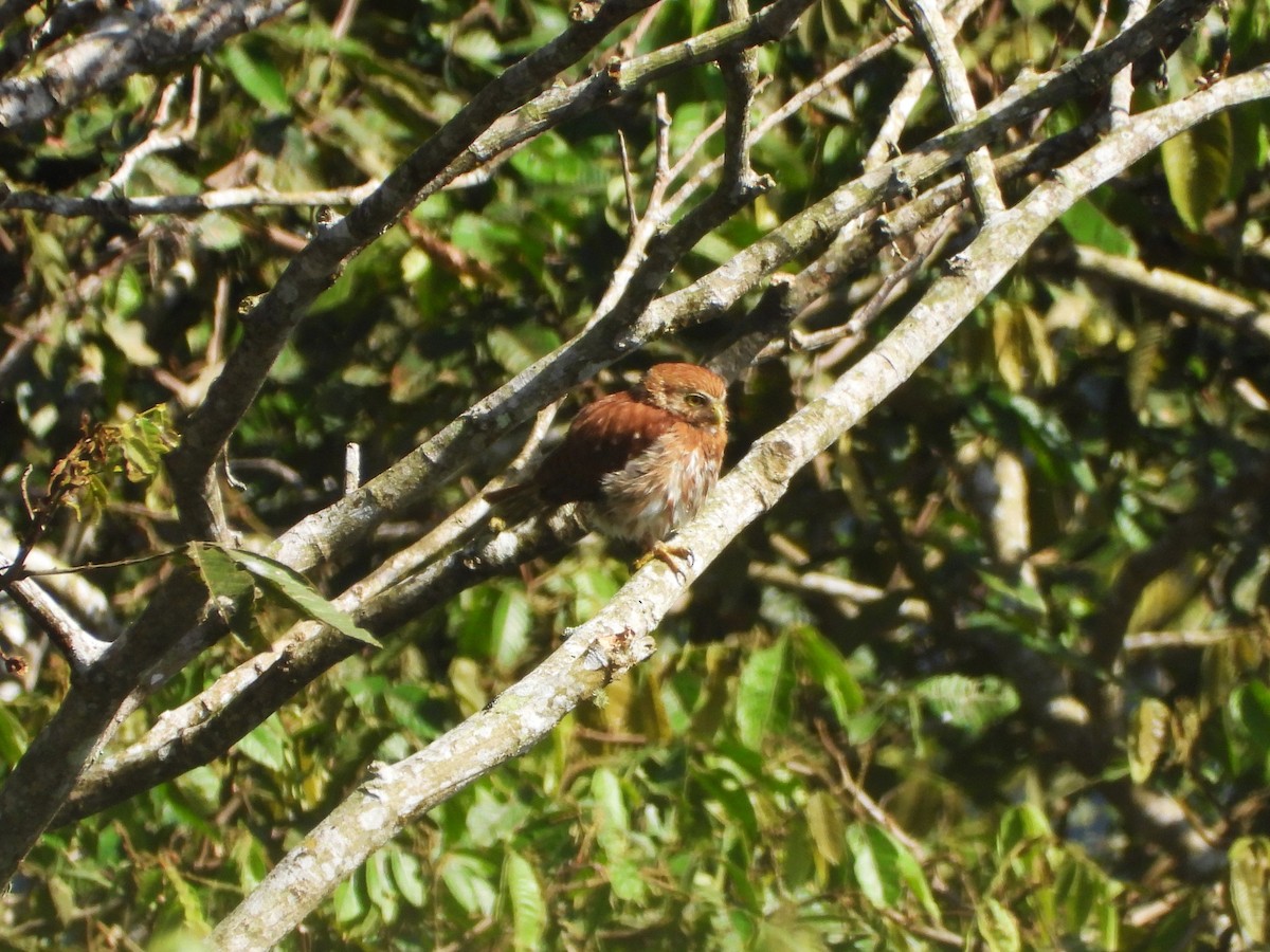 Ferruginous Pygmy-Owl - ML643027324
