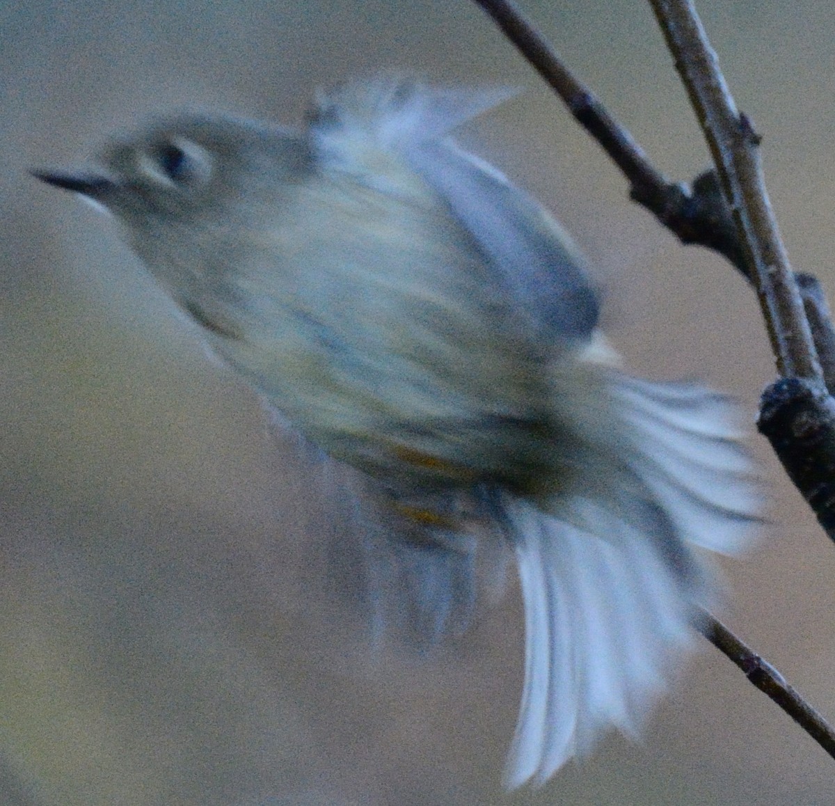 Ruby-crowned Kinglet - ML643027333