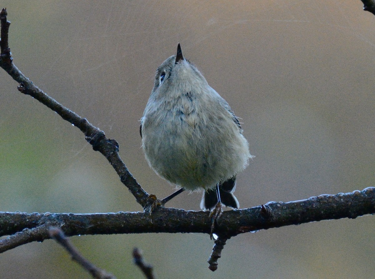 Ruby-crowned Kinglet - ML643027334
