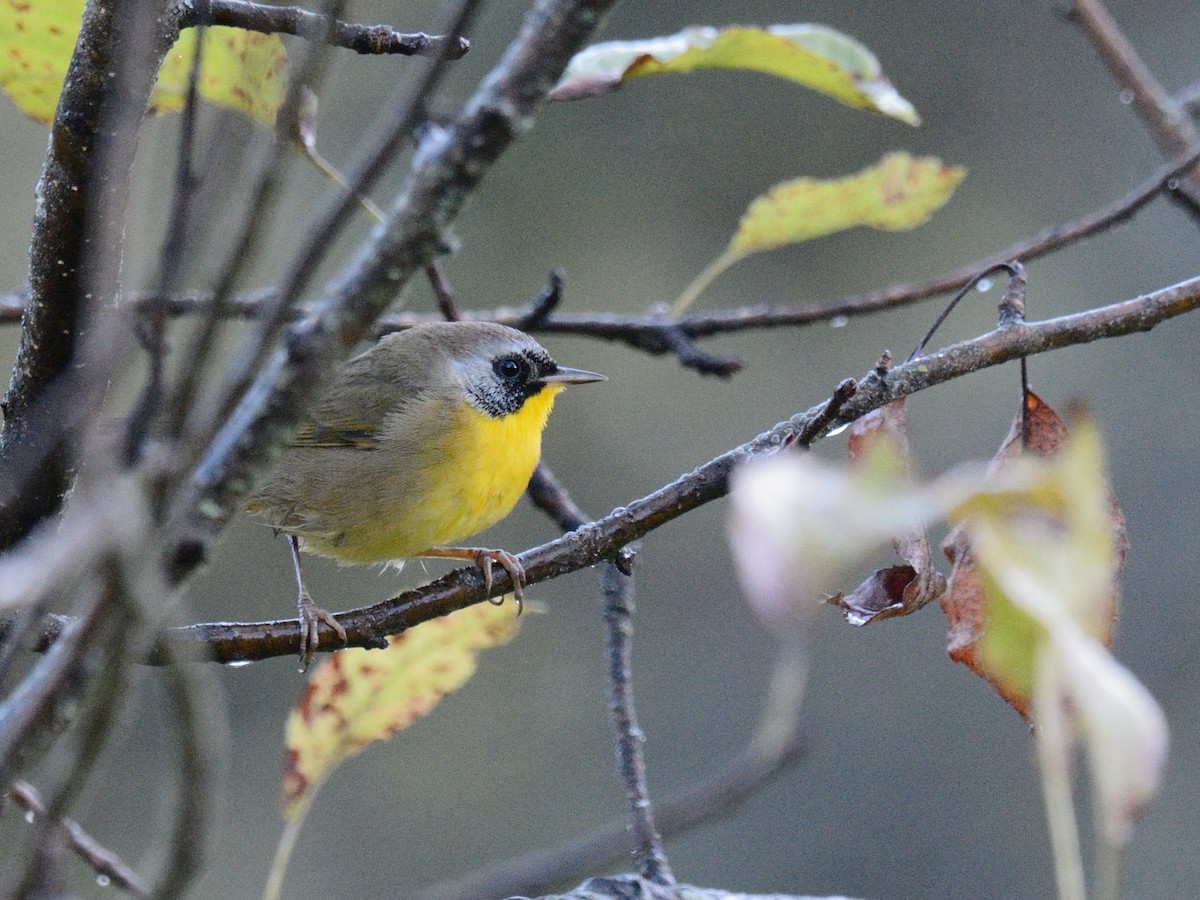 Common Yellowthroat - ML643027350