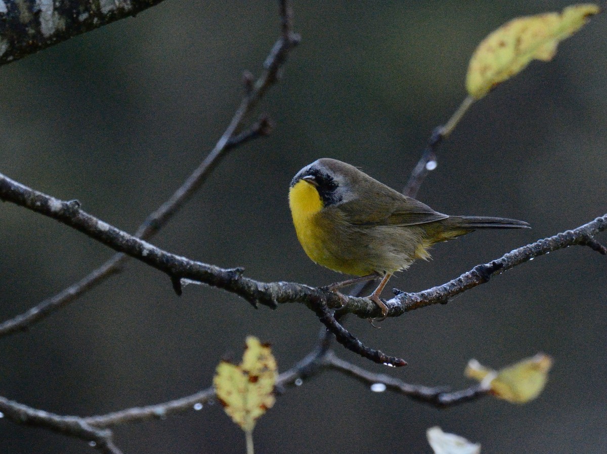 Common Yellowthroat - ML643027351