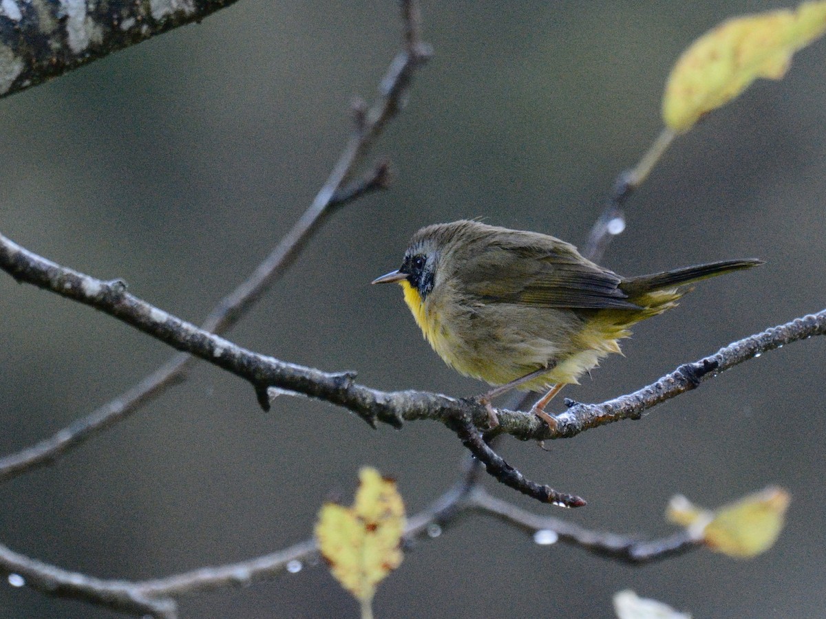 Common Yellowthroat - ML643027352