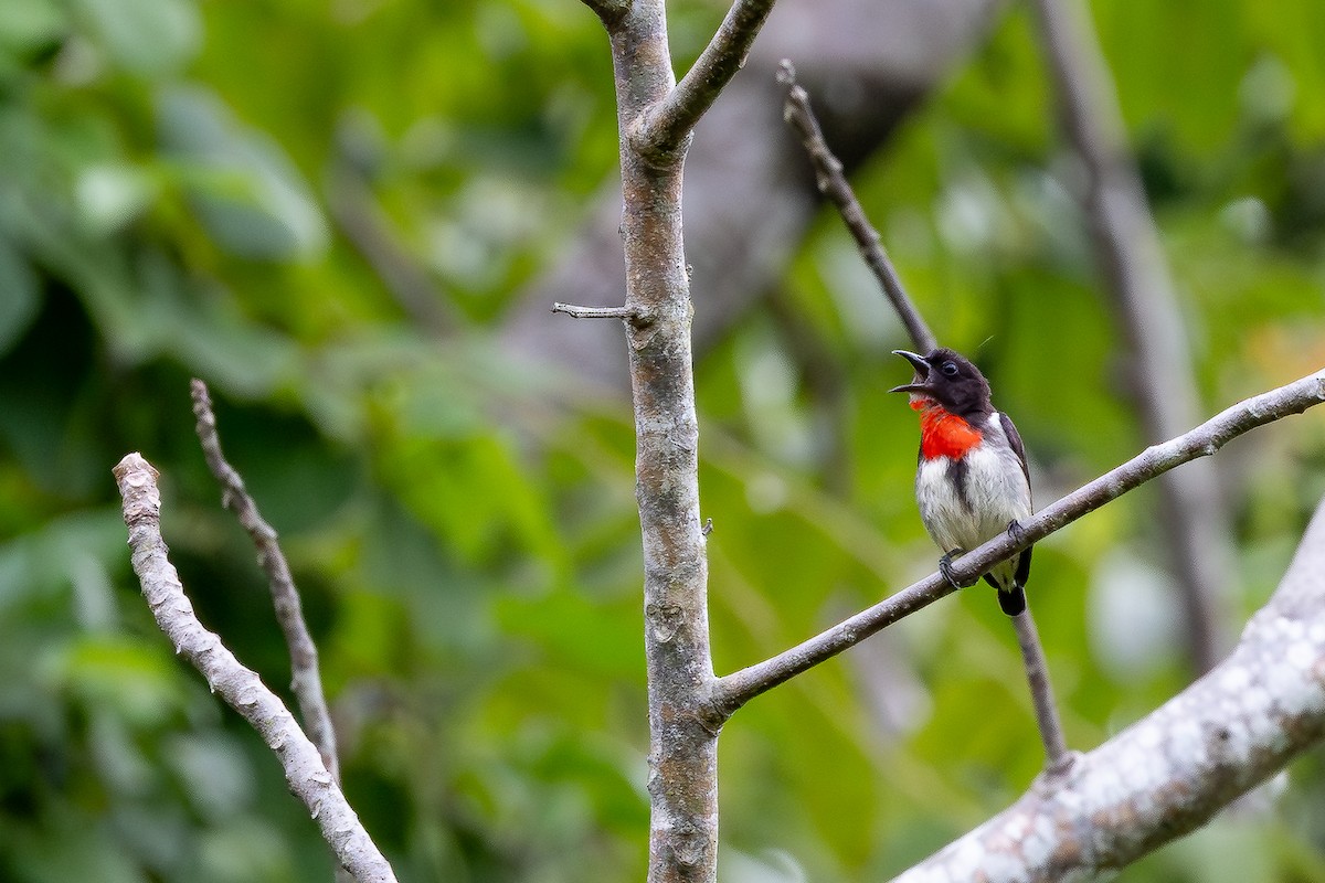 Gray-sided Flowerpecker (Gray-sided) - ML643027374