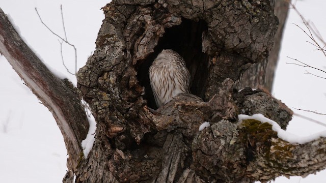 Ural Owl - ML643027386