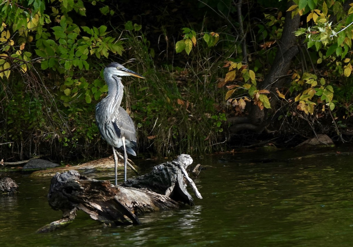 Great Blue Heron - ML643027388