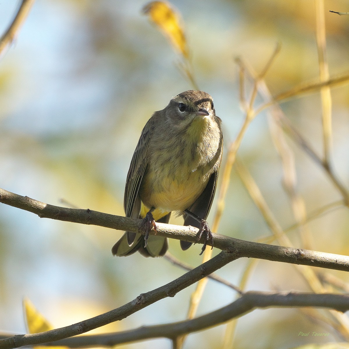 Palm Warbler - ML643027390
