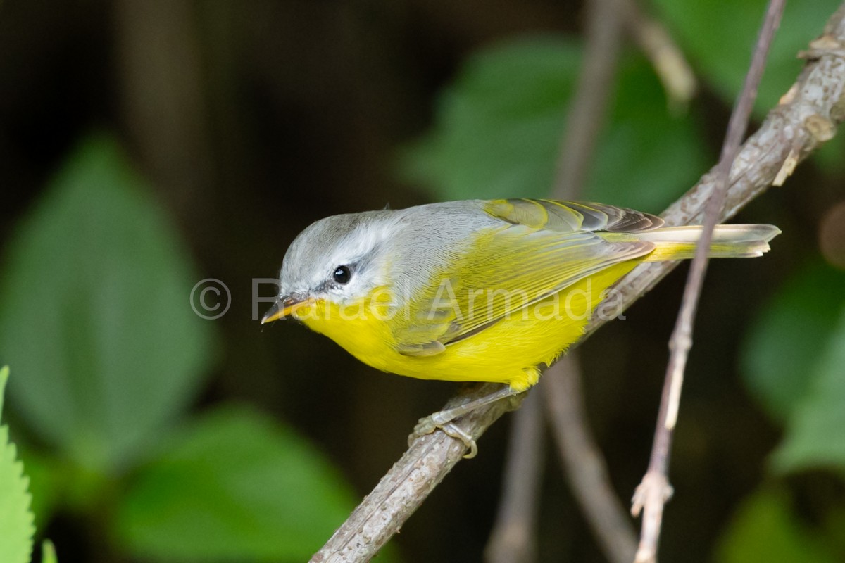 Gray-hooded Warbler - ML643027392