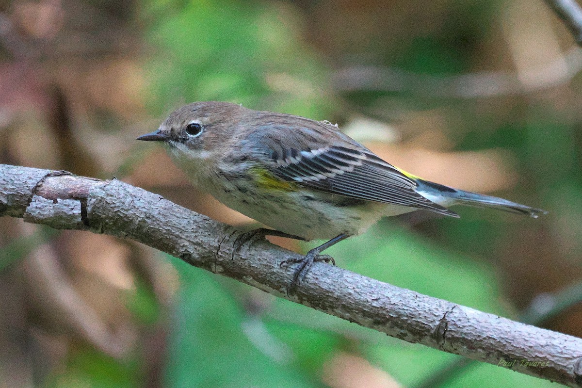 Yellow-rumped Warbler - ML643027393