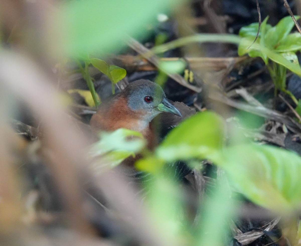 White-throated Crake - ML643027400