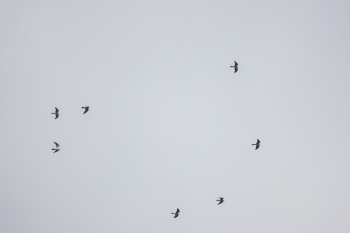Mississippi Kite - ML643027415