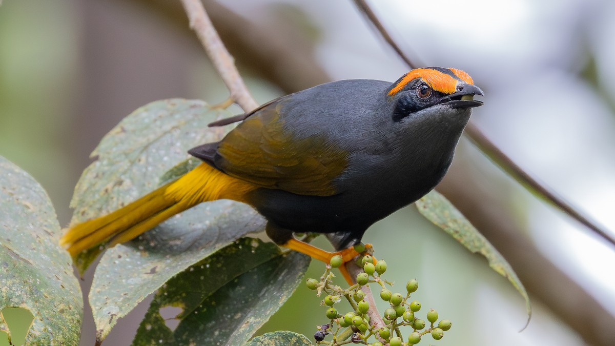 アカマユムクドリ - ML643027430