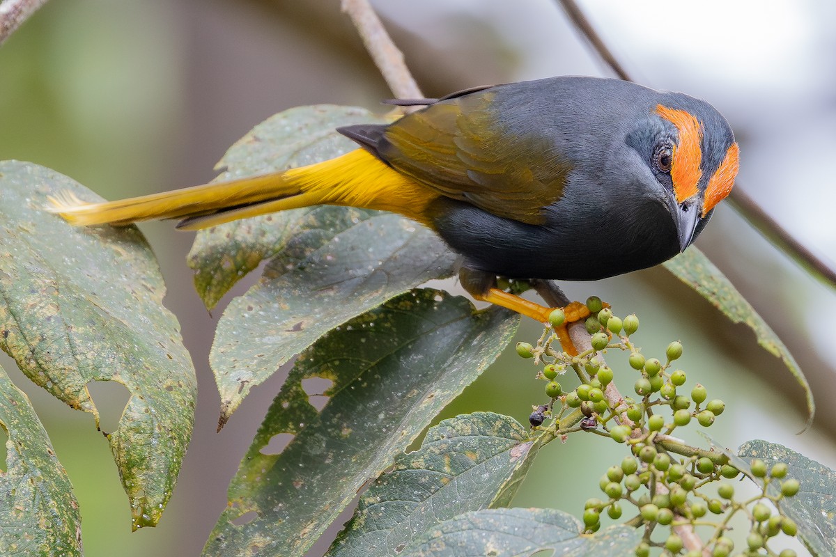 アカマユムクドリ - ML643027431