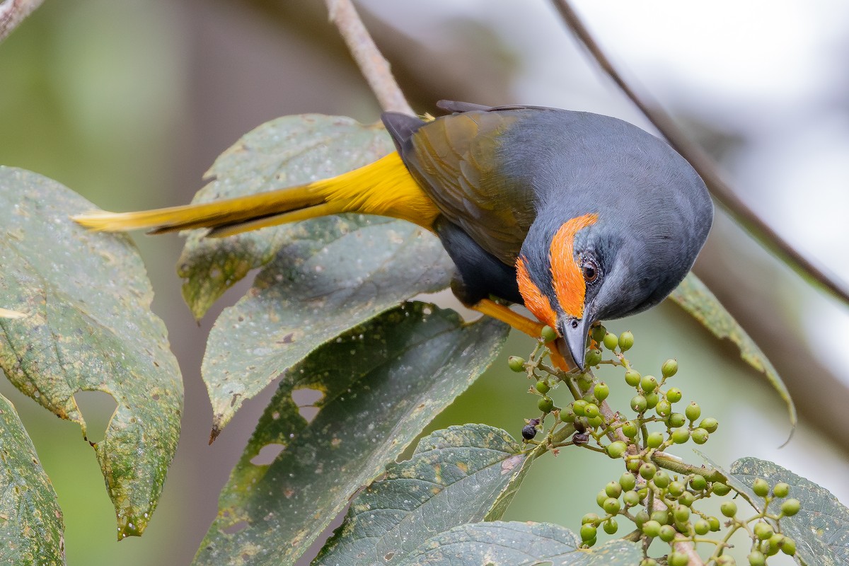 アカマユムクドリ - ML643027432