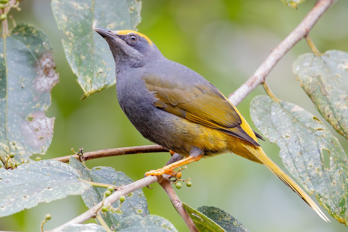 アカマユムクドリ - ML643027433