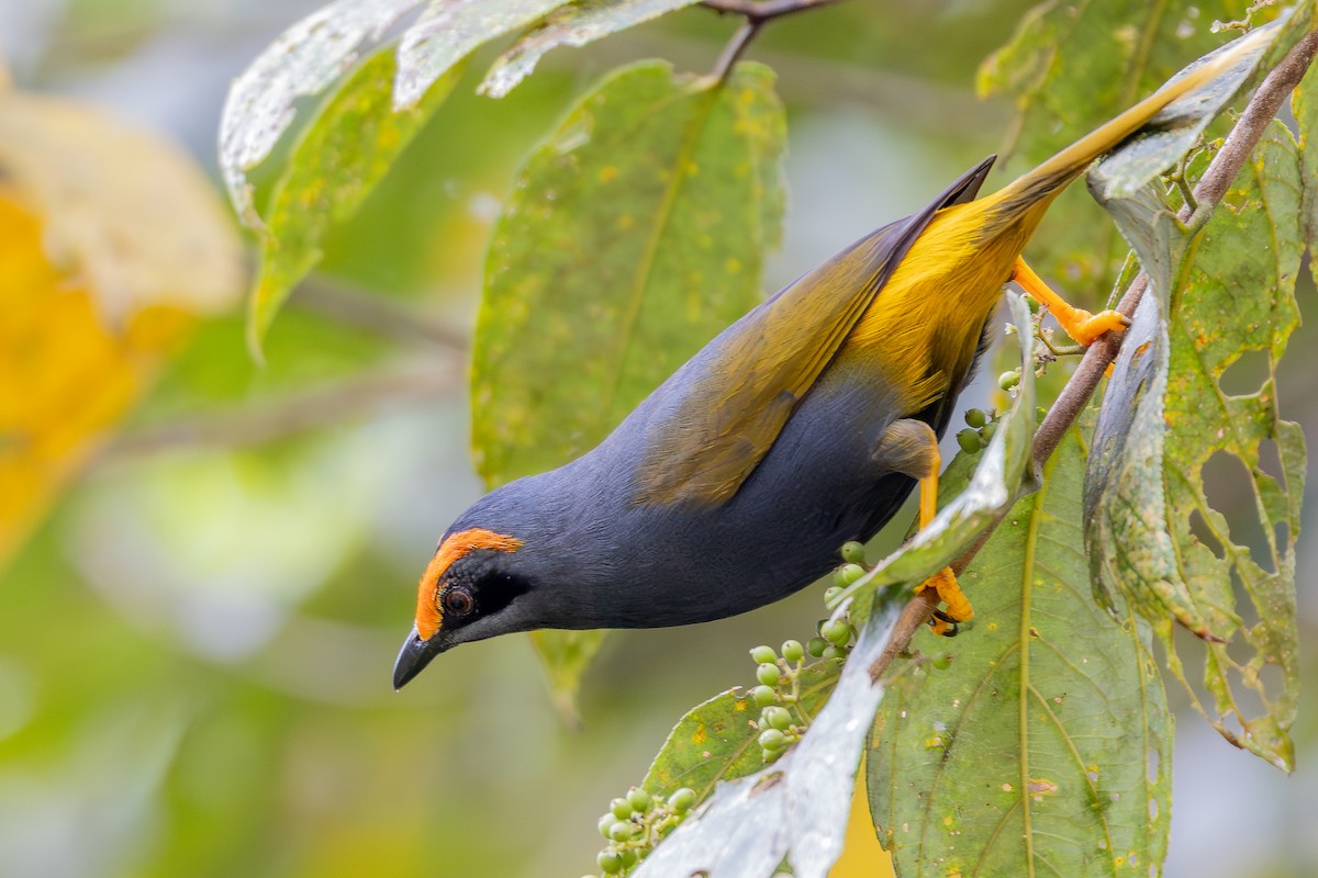 アカマユムクドリ - ML643027434