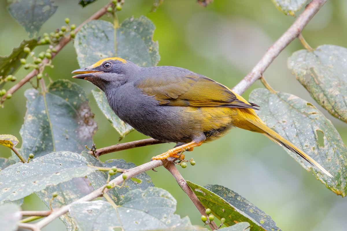 アカマユムクドリ - ML643027435