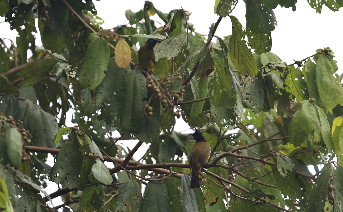 Black-headed Bulbul - ML643027436