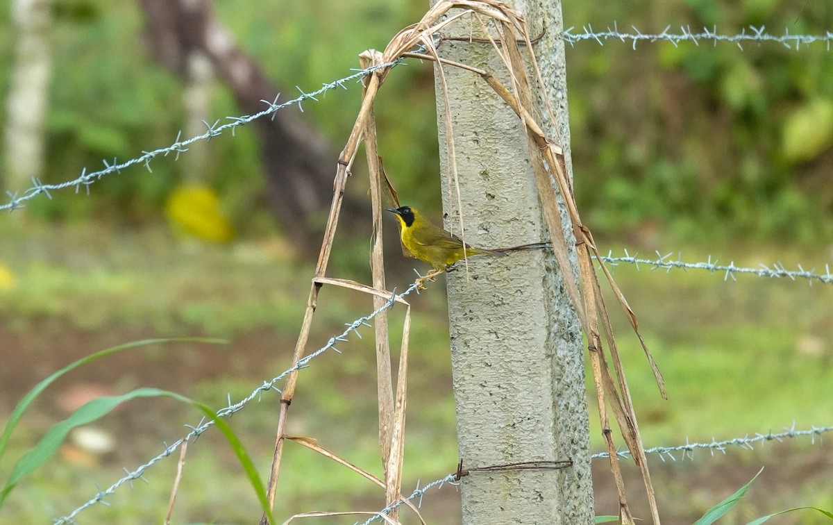 Olive-crowned Yellowthroat - ML643027437