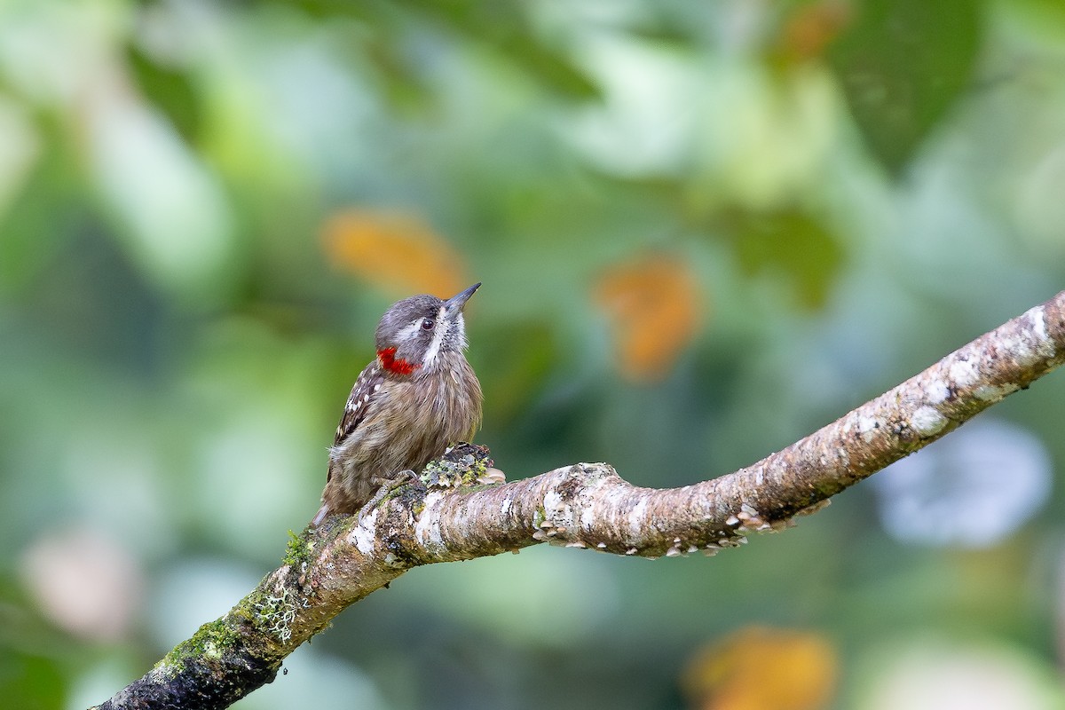Sulawesi Pygmy Woodpecker - ML643027455