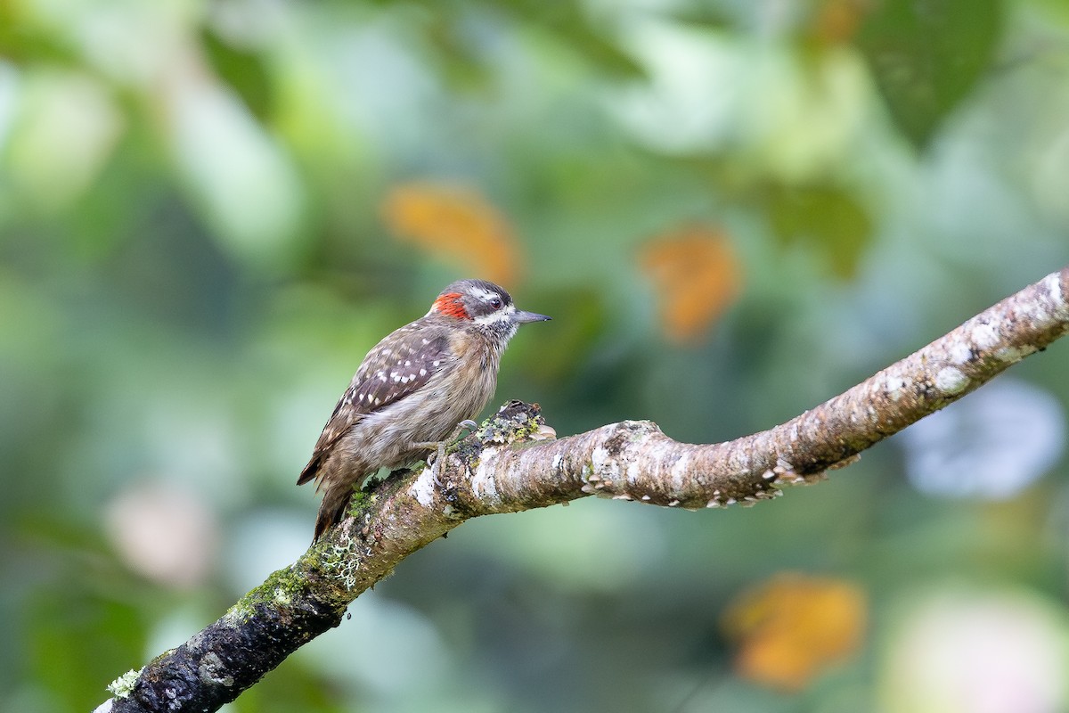 Sulawesi Pygmy Woodpecker - ML643027456